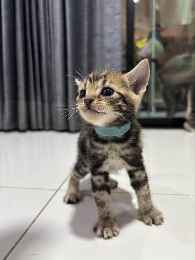 แมว American Shorthair 7