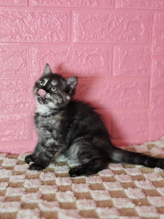 ส ก็ อ ต ติ ช โฟ ล ด์ รูปที่ 4