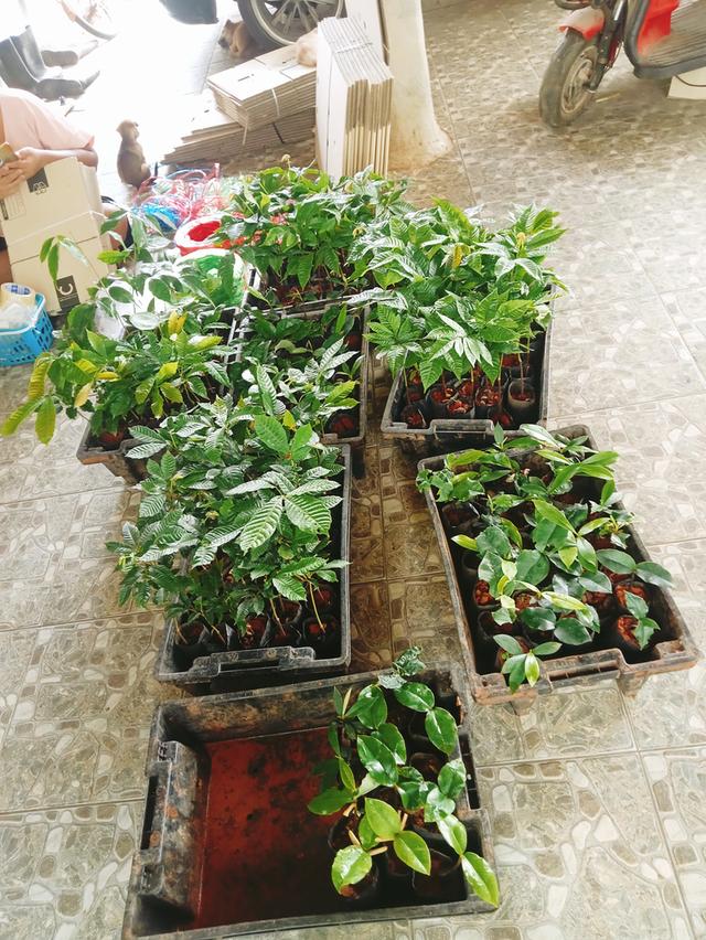 ต้นลำใยคริสตัน มีหลายสี เช่นสีม่วงจัมโบ้ รูปที่ 2