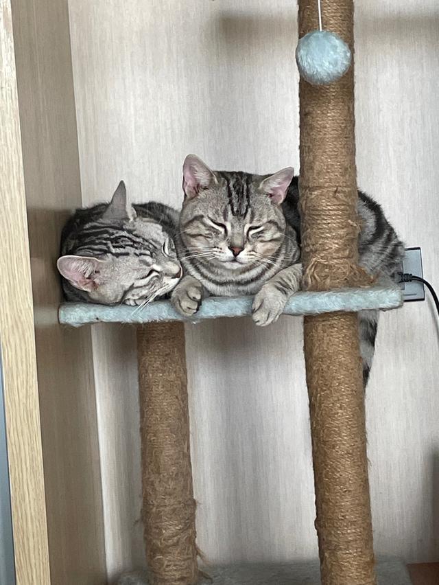 American shorthair