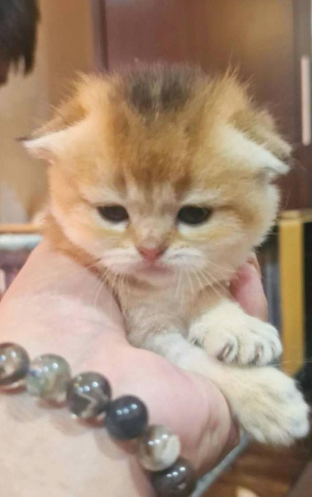 สก๊อตทิช โฟลด์ (Scottish fold)