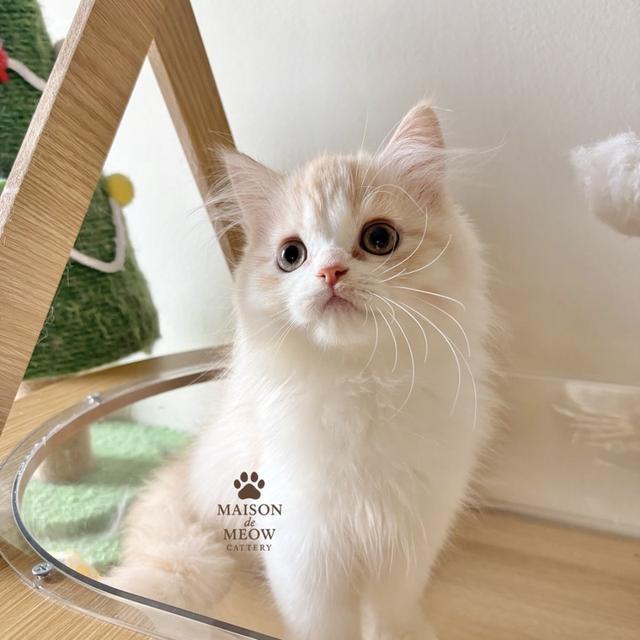 เปอร์เซียแท้ พร้อมย้าย เด็กชายเด็กหญิง รูปที่ 3