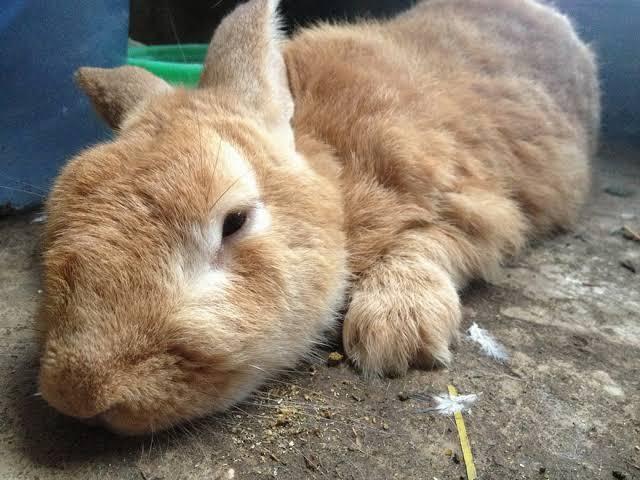 Flemish Giant rabbit 2