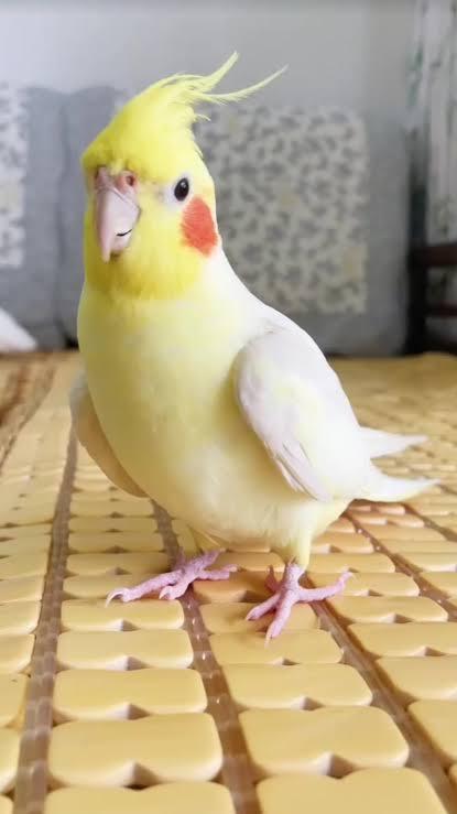 นกค๊อกคาเทลลูติโน่ (Lutino Cockatiel) 2