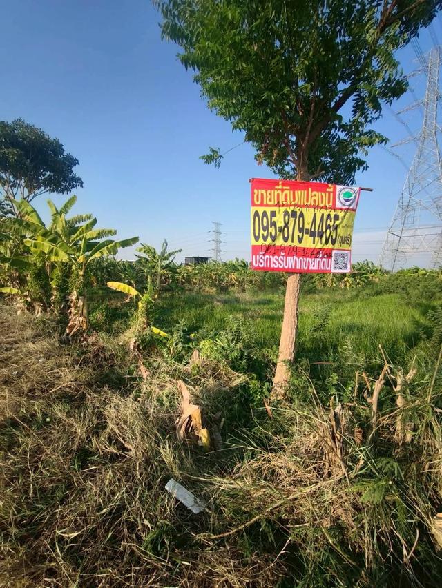 ขายถูกที่ดิน 150 ตรว ติดถนนสาธารณะ ซ.บ้านคลองฝรั่ง ไทรน้อย นนทบุรี 7