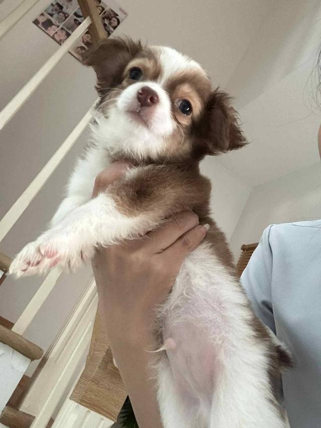 ชิวาว่า ขนยาว ผู้ อายุ 3 เดือน ฉีดเข็มเเรกแล้ว