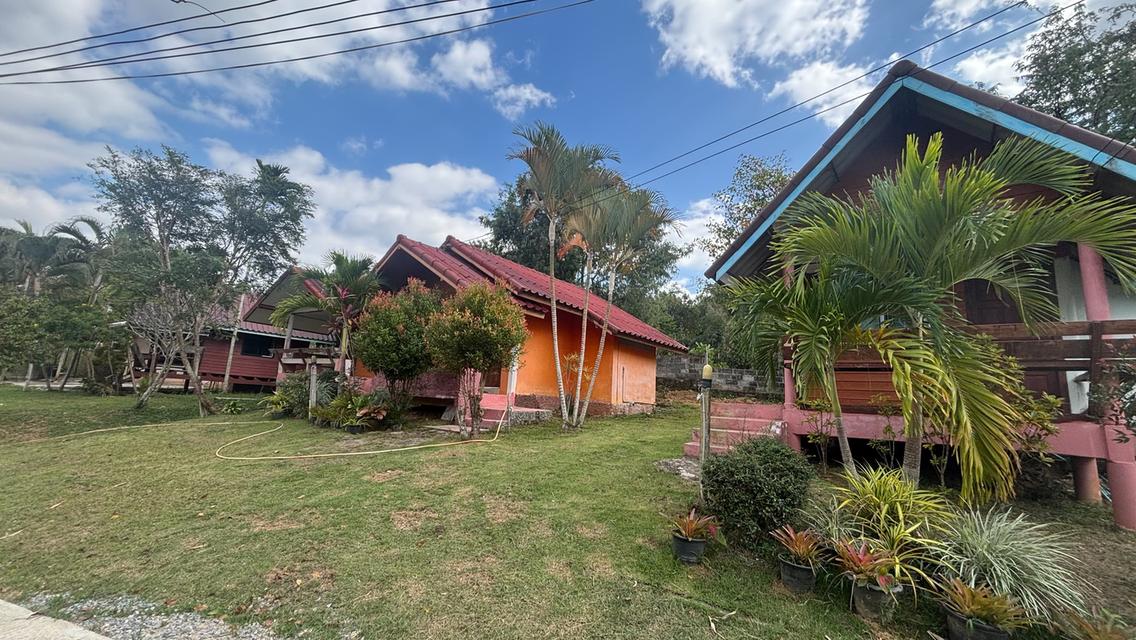 ไร่ชมจันทร์ วังน้ำเขียว 14ไร่ 1