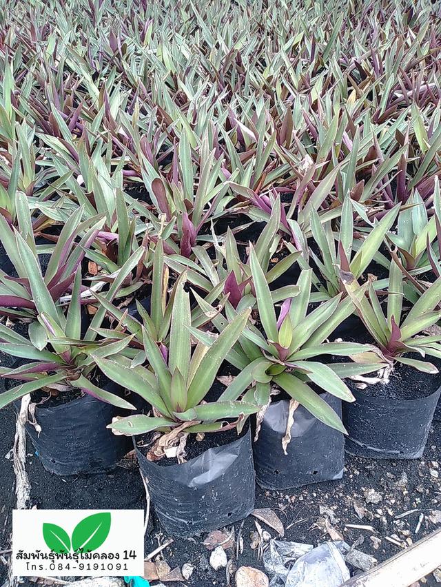 ว่านกาบหอย ว่านกาบม่วง กาบหอยแครง