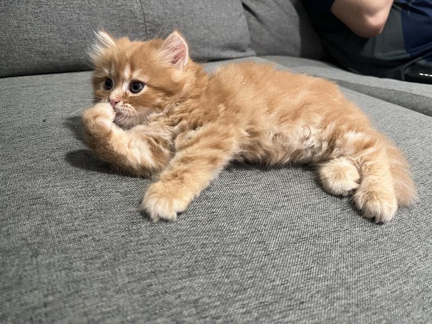 ลูกแมวเปอร์เซีย เด็กชายส้ม 3