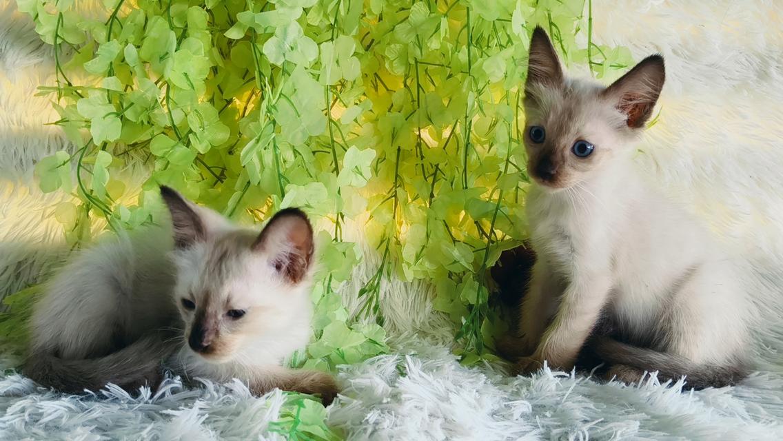ขายลูกแมววิเชียรมาศชาย รูปย่อยที่ 2