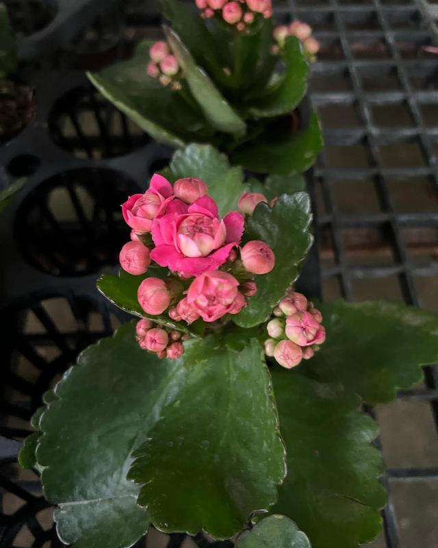 กุหลาบหิน Kalanchoe blossfeldiana Poelln 1