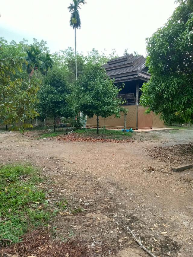 ขายที่ดินสวนผลไม้-บ้านเรือนไทย 1 หลัง 4