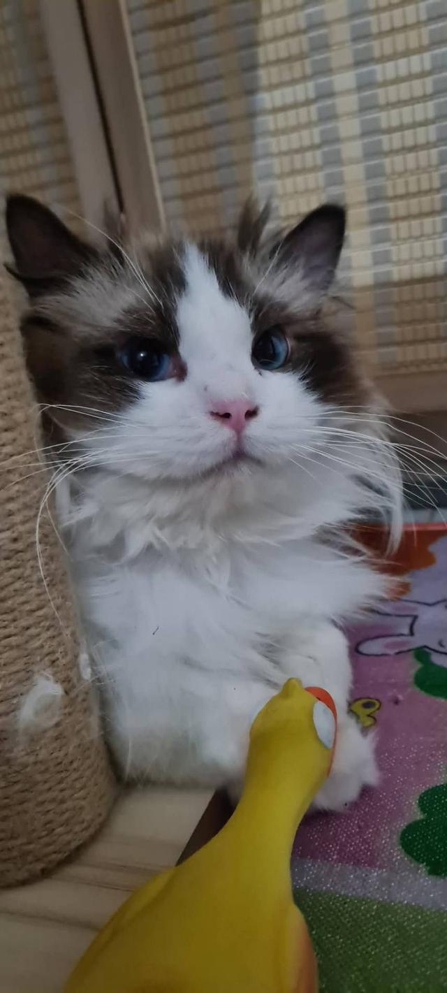รับผสมพันธุ์จนกว่าจะติดพ่อพันธุ์ Ragdoll นำเข้าหน้าตุ๊กตาผ้า 9