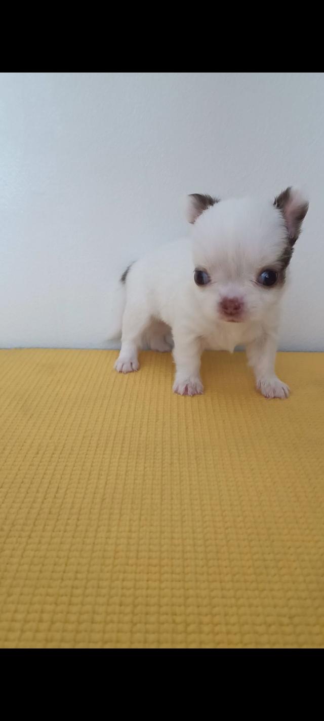 สุนัขชิวาวาแท้ เพศเมีย สีขาวตัวเล็ก รูปที่ 1