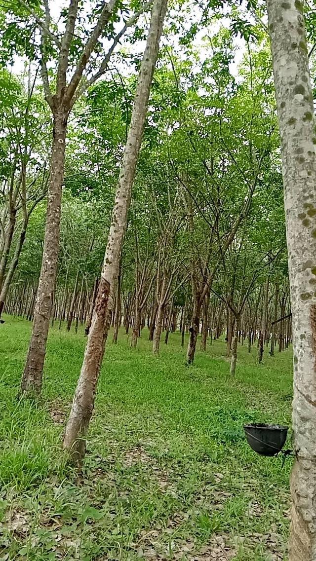 ขายที่ดิน พร้อมสวนยาง จ.อุดรฯ 3