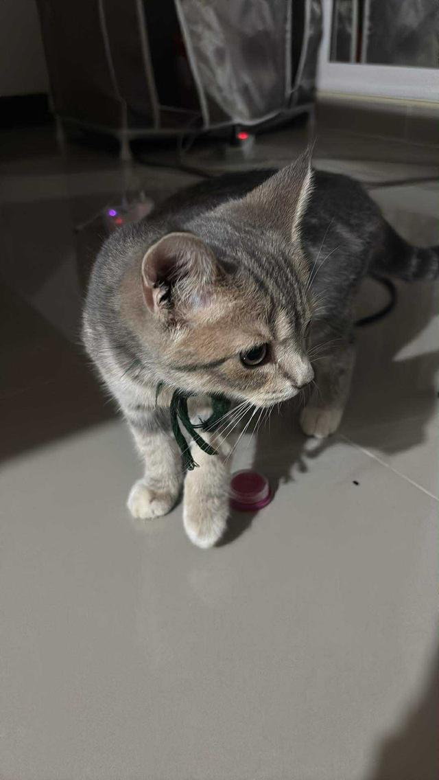 ขายแมว สก๊อตติช เพศ ชาย