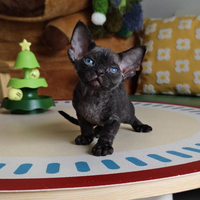 แมวเดวอนเร็กซ์ Devon rex Oscat cattery chiangmai
