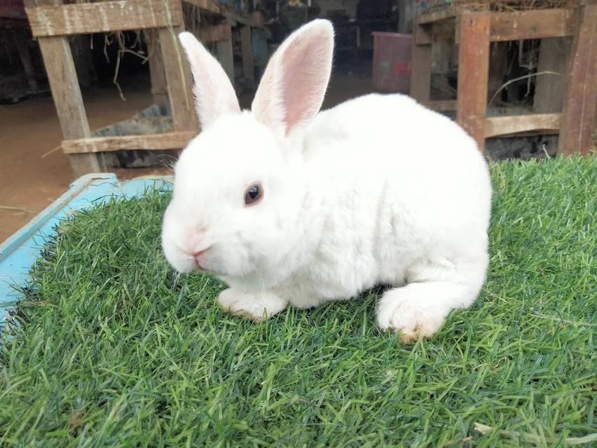 Mini Rex พร้อมย้ายบ้านค่า