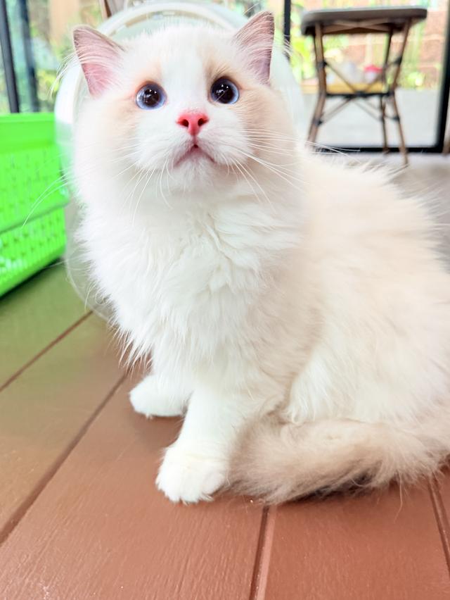 แมวแร็กดอลล์ (Ragdoll) อายุ4 เดือน