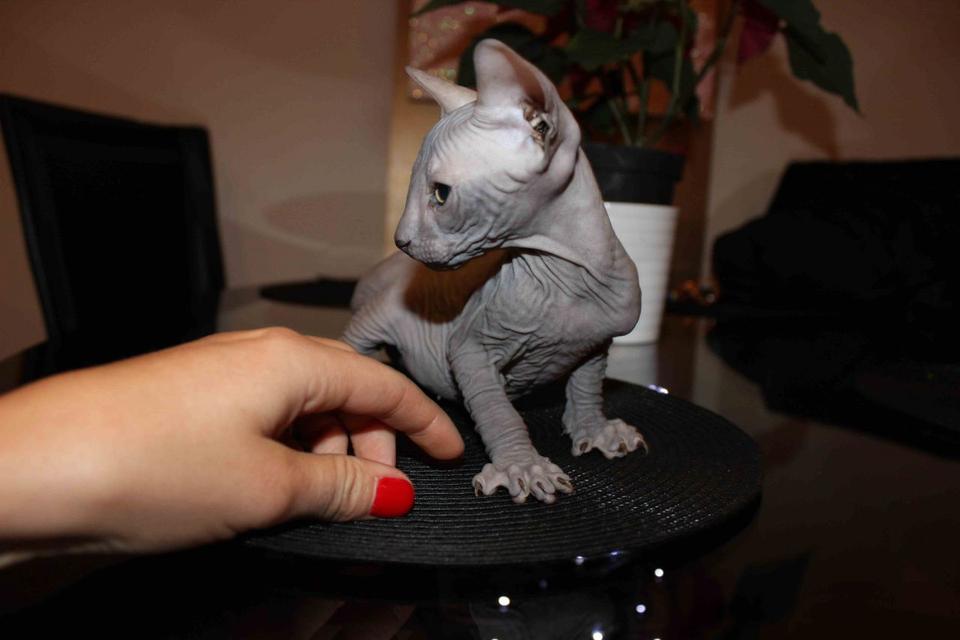 Sphynx Kittens  WhatsApp me : +66 63 826 3042