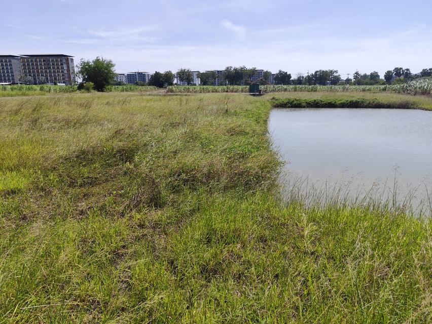 ขายที่ดิน เปล่า วิวธรรมชาติ กำแพงแสน นครปฐม ขายถูก 11