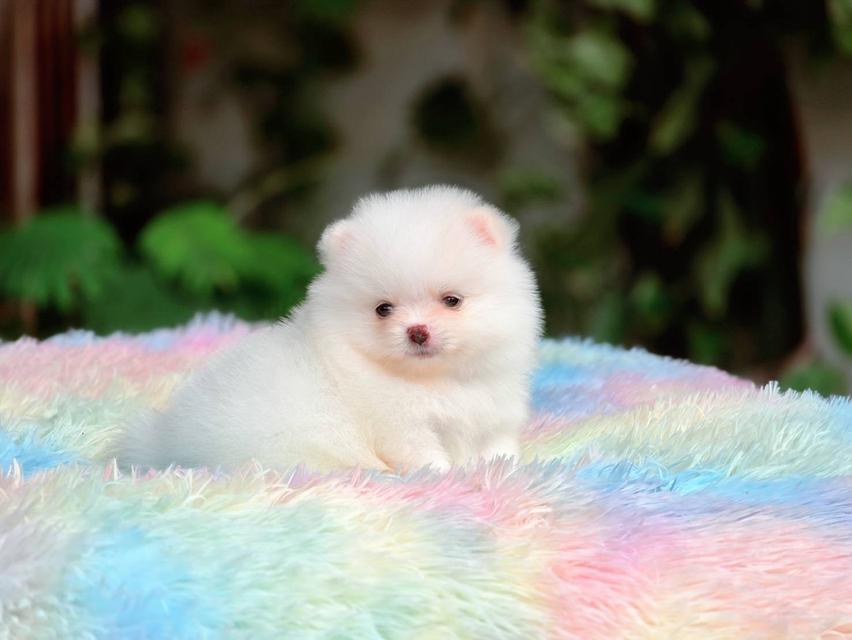 ปอมเมอเรเนียนแท้ เพศผู้ ทีคัพ รูปที่ 12