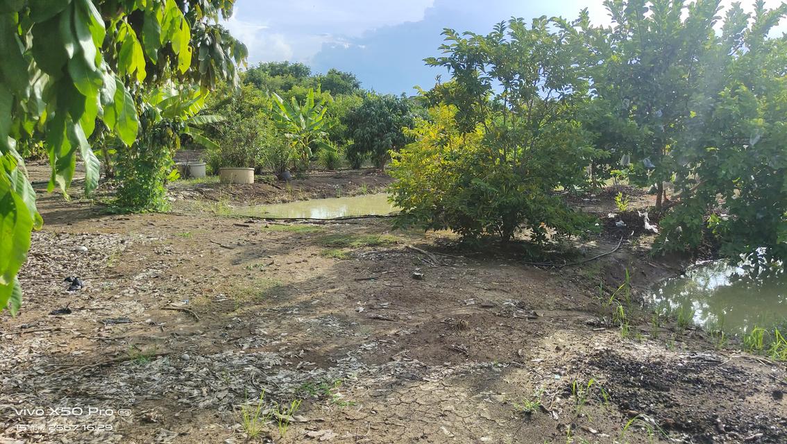 บ้านสวนเกษตร5ไร่ต.หนองสาหร่ายอ.ดอนเจดีย์จ.สุพรรณบุรี 4