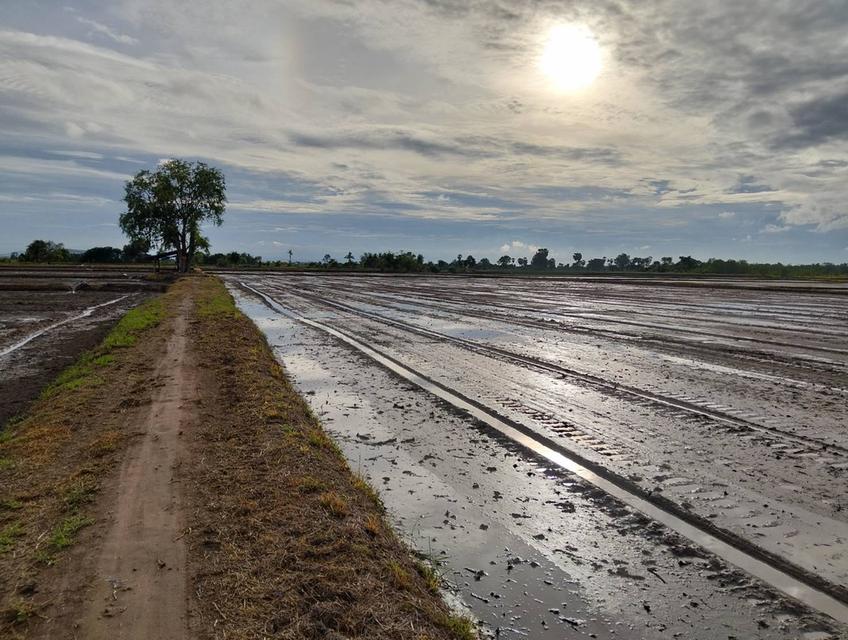 ขายที่ดิน 3 แปลง จังหวัดชัยนาท 10