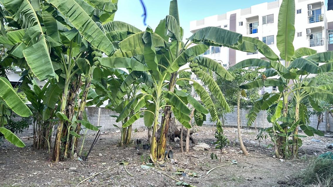 ขายที่ดิน 100 ตร.วา ซ.ประดิษฐ์มนูญธรรม 6 ใกล้ทางด่วน ทำเลชุมชน เข้าเมืองง่าย เดินทางสะดวก 2