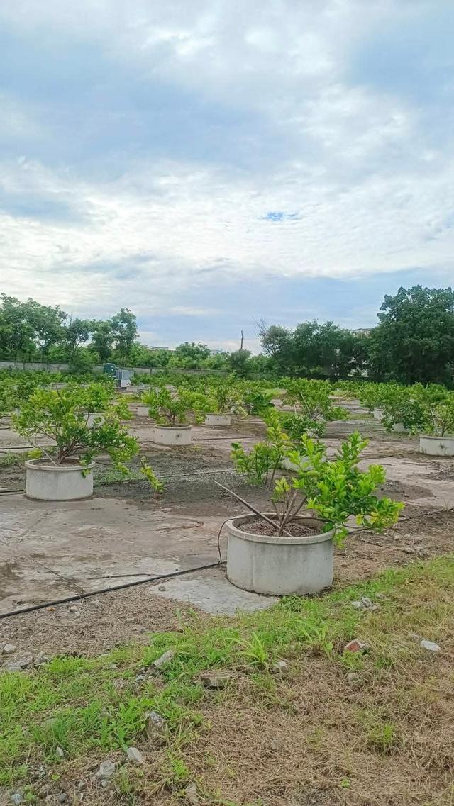 ขายที่ดิน ตำบลหมื่นไวยอำเภอเมืองนครราชสีมา ติดถนนมิตรภาพใกล้เซ็นทรัล 3