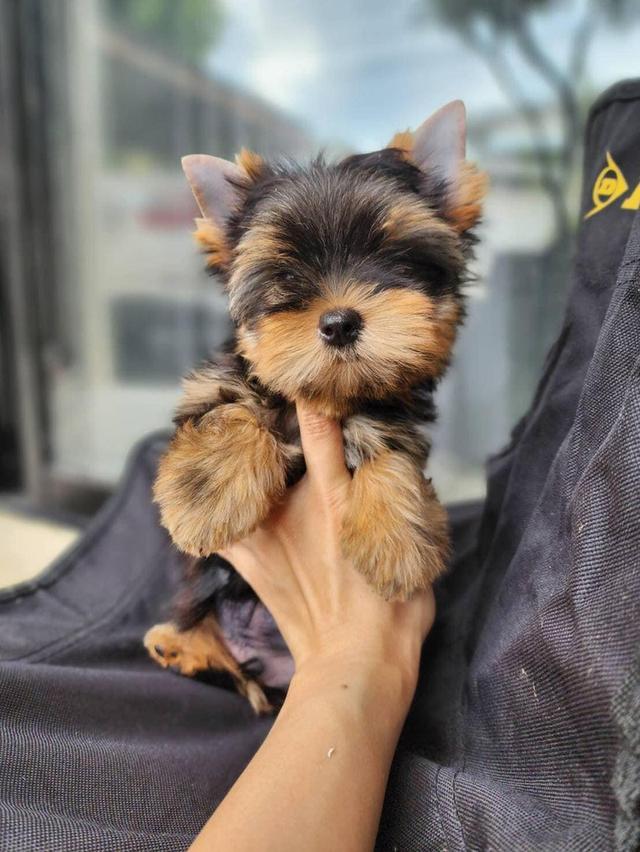 Yorkie Puppies for Sale รูปที่ 2