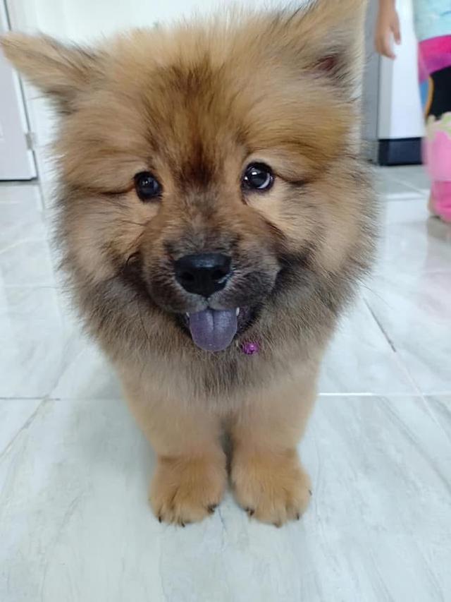 ลูก Chow Chow สีน้ำตาลช็อกโกแลต 5