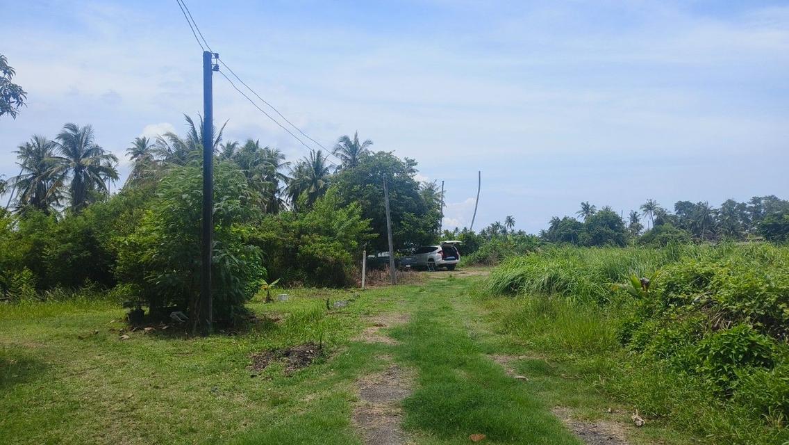 ขายด่วนที่ดินพื้นที่ท่องเที่ยวทางทะเล หาดแหลมสิงห์ 15