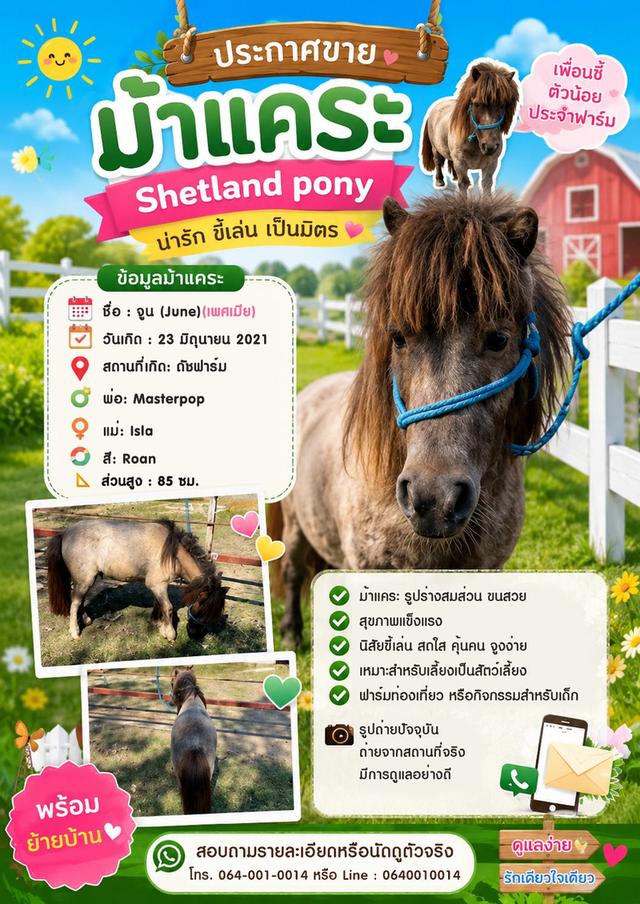 ม้าแคระ Shetland Pony