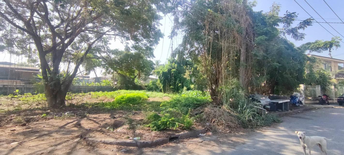 5 นาที โลตัสคำเที่ยง ที่ดินใจกลางเมืองใกล้แม่น้ำปิง 298 ตร.วา ต.ป่าตัน อ.เมือง จ.เชียงใหม่ 6