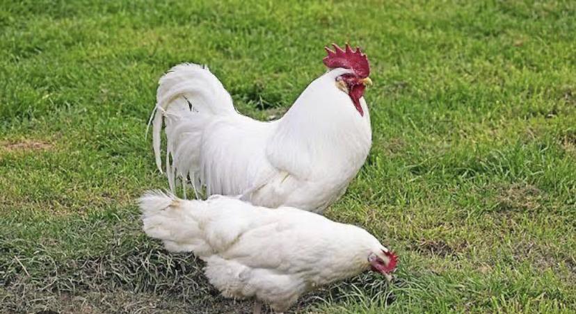  ไก่ไข่เล็กฮอร์นขาวหงอนจักร  (Single Comb White Leghorn) 2