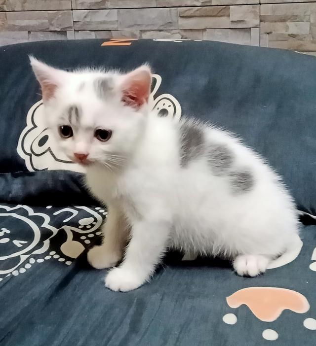 ลูกแมวพันธุ์ 3ตัว 8