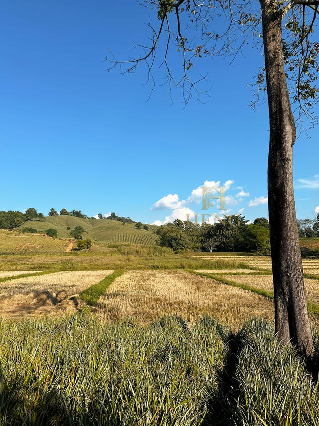 ที่ดินวิวภูเขา 88 ไร่ ติดถนนใหญ่ ทำเลอนาคตไกล แม่จัน  โอกาสพัฒนาได้หลายรูปแบบ!” 12