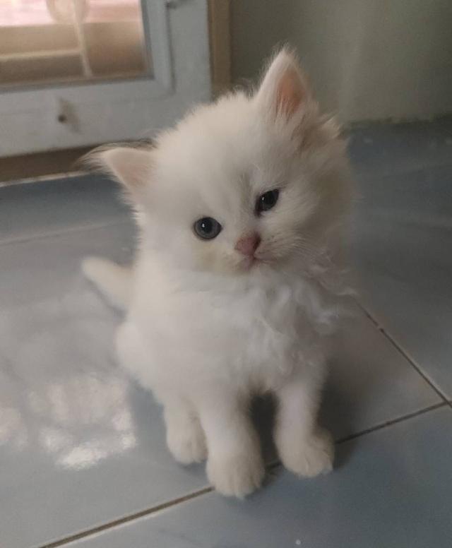 ลูกแมวเปอร์เซียขาวแท้สายตรง