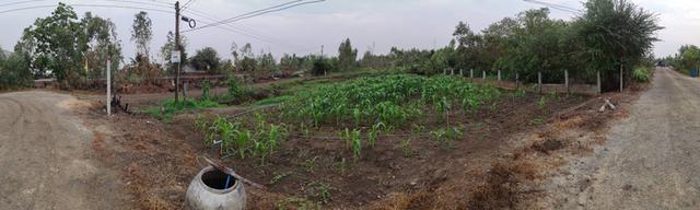 ขายที่ดิน ต.บางหลวง อ.บางเลน จ.นครปฐม 200 ตารางวา 1