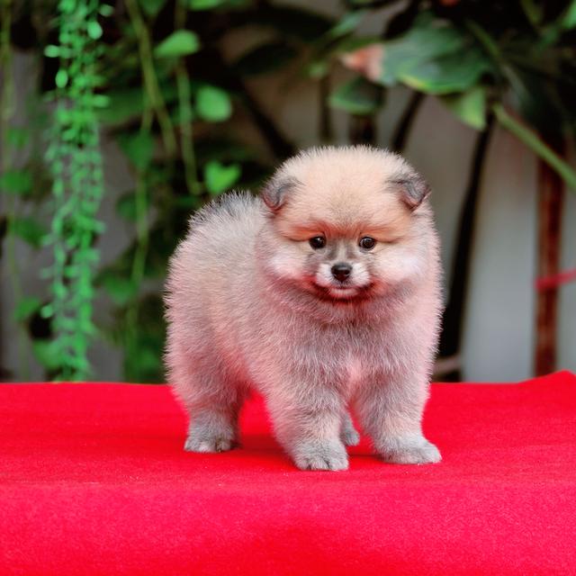 Pomeranian แท้เพศผู้อายุสองเดือนวัคซีนให้ฟรีพร้อมย้ายบ้านมีบริกาส่งเก็บปลายทาง 7
