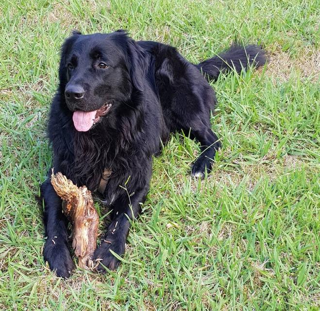 ขายพ่อพันธุ์ชั้นนำ Black Golden Retriever