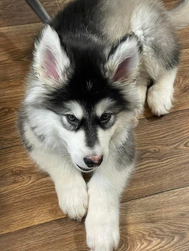 Alaskan Malamute Puppies Available รูปที่ 2
