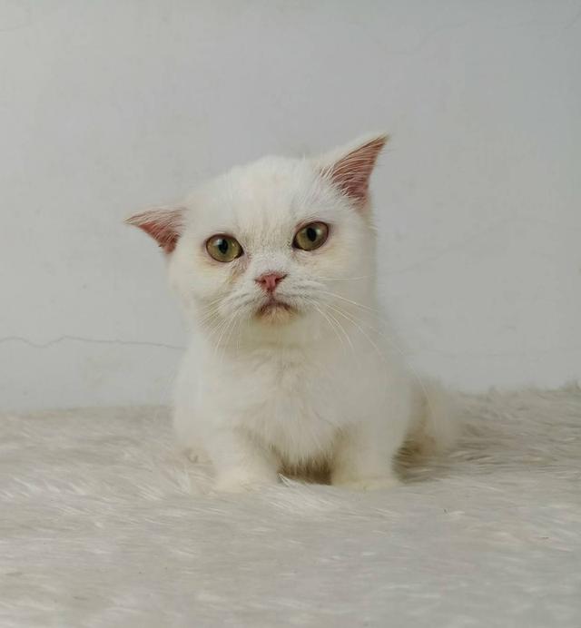 5.แมวมันช์กิ้น เพศเมีย Munchkin Cat Female รูปที่ 2