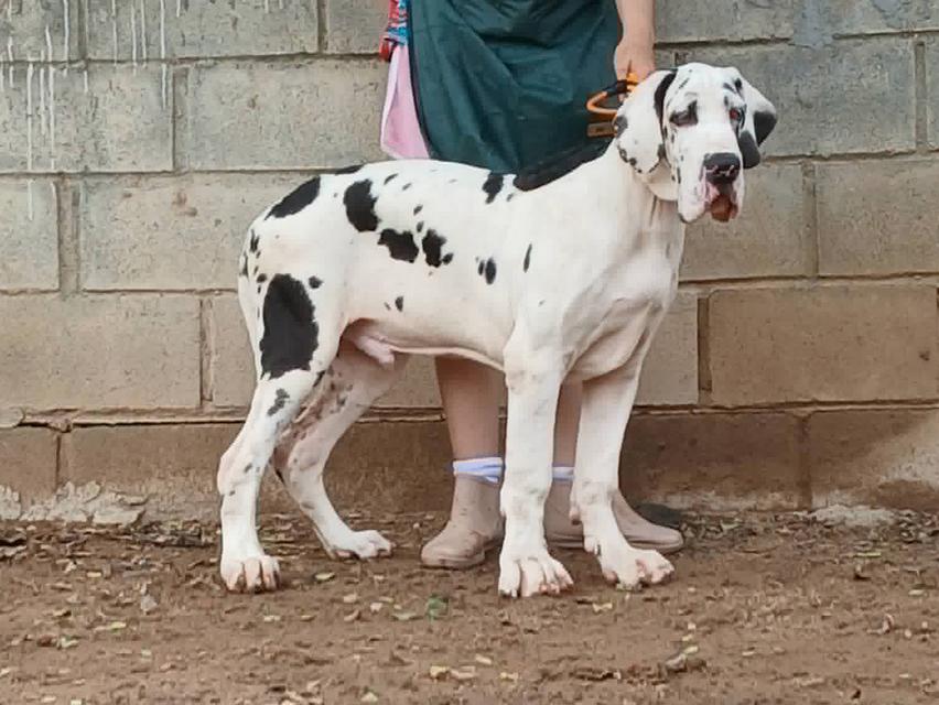 เกรทเดน Great dane for sale รูปย่อยที่ 4