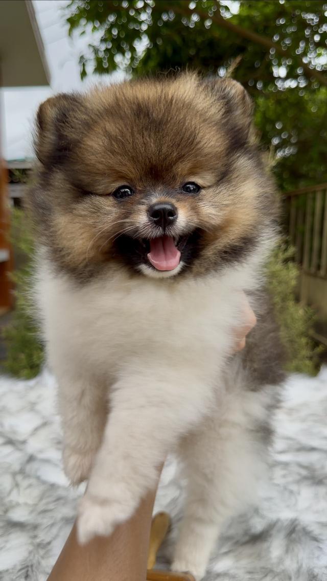 น้องปอมเมอเรเนียน