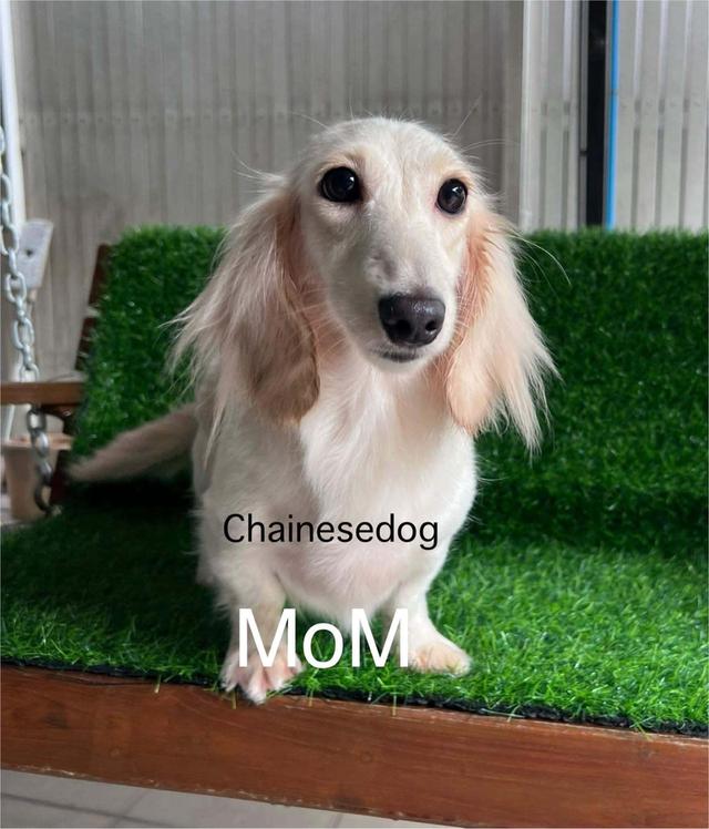 สุนัขดัชชุนสีครีมเพศเมีย รูปที่ 2