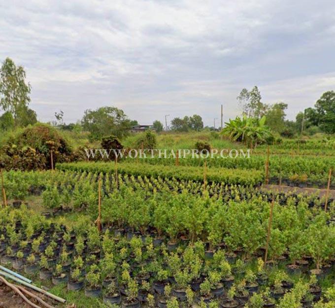 ที่ดิน คลอง14 ถนนรังสิต-นครนายก ใกล้ มศว. อ.องครักษ์ จ.นครนายก 4