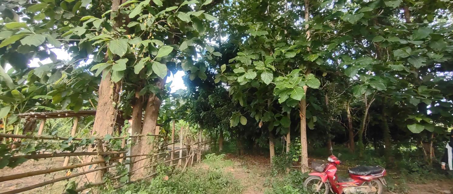 ที่สวน1ไร่2งาน73ตรว 320,000 ที่สวยมากเป็นสวนมีต้นสักใหญ่มากๆหลายต้น มีต้นลำไยสิบกว่าต้น กำลังให้ผลผลิตเยอะมาก มีต้นไผ่ มีต้นก้ามปู มีต้นงิ้ว ท 7