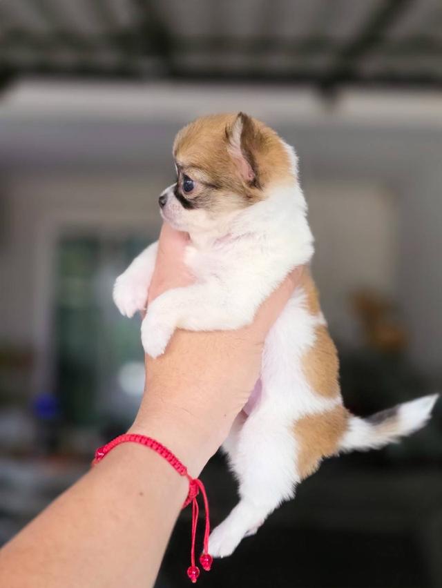 ชิวาวาแท้ ขนยาว เมีย 13